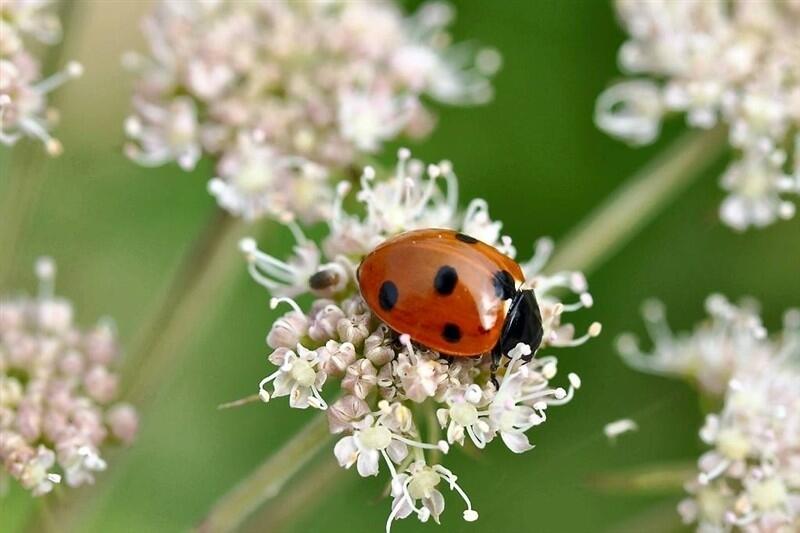 Distribution de larves de coccinelle ce matin au Jardin des