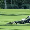 photo un crocodile sur le fairway, la scène est des plus insolites.