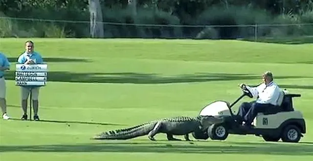 photo un crocodile sur le fairway, la scène est des plus insolites. &copy; capture d'écran