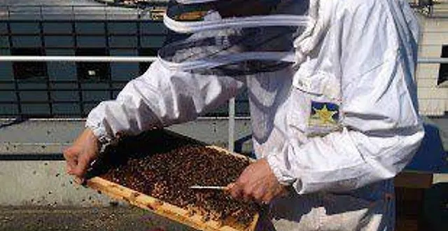 photo le miel récolté dans les ruches implantées sur les toits du château devrait être commercialisé dans le courant de l’année. &copy; ouest-france