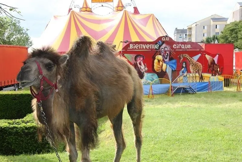 Argentan. Quatre représentations du cirque Zavatta