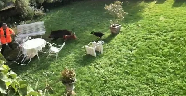 photo le sanglier a fini sa course dans le jardin d’un particulier à saint-cyr-en-bourg.