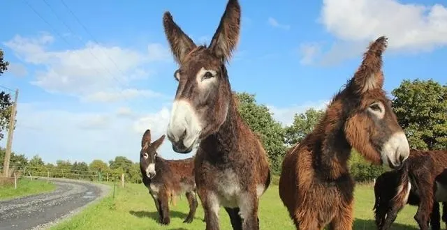 photo ces ânes, reconnaissables à leurs longs poils entremêlés, vivent en parfaite harmonie avec les moutons et les protègent des chiens errants. &copy; photo ouest-france