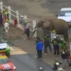 photo un étrange visiteur sur le tour ... un éléphant !