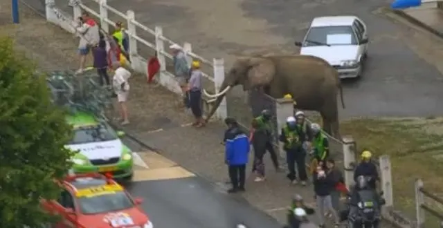 photo un étrange visiteur sur le tour ... un éléphant ! &copy; capture d'écran
