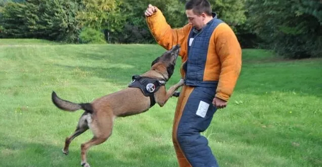 photo des démonstrations d’interpellation avec baïka, la chienne du psig, figurent au programme. &copy; photo « le maine libre »