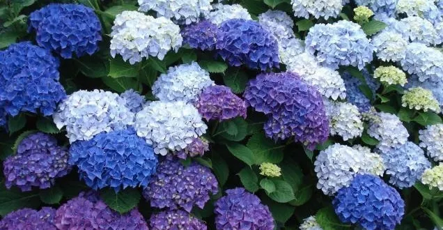 photo chauvin horticulture est spécialisée dans la culture d’hortensias.