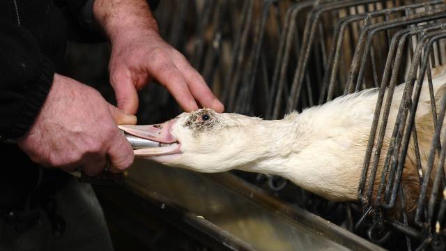 Noël responsable] Le foie gras sans gavage ça existe et ça déculpabilise  !