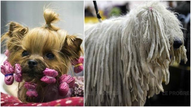 137e championnat de France Lequel sera le plus beau chien du