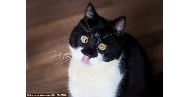 photo les chats : le 8 août c'est leur journée ! tout tout tout on vous dit tout sur les minous [concours photos] &copy; © katielee arrowsmithhemedia