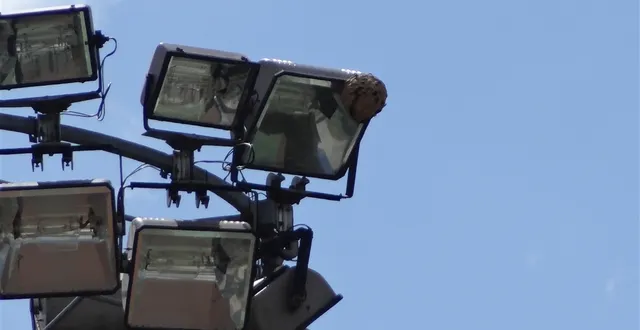 photo frelon asiatique