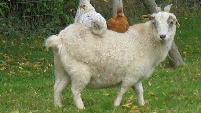 Cinq moutons du parc animalier de Janvry volés dans la nuit - Le