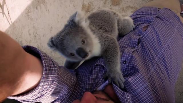 Insolite : Ce bébé koala trop mignon est le roi des câlins