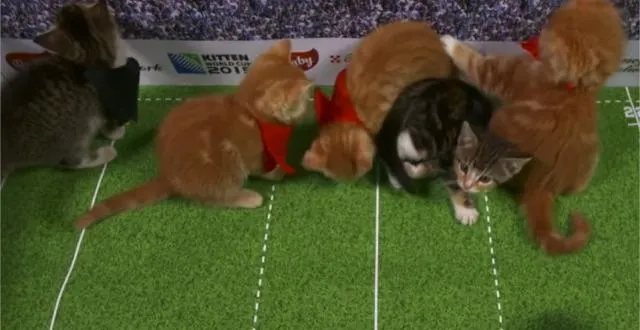 photo les chatons tigrés roux représentent la france et les tigrés noirs, la nouvelle-zélande. &copy; capture d'écran