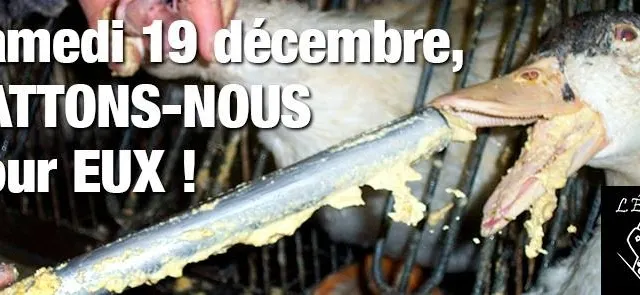 photo la cruauté derrière le foie gras.