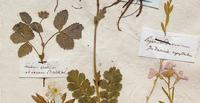 photo nous sommes à la recherche des herbiers en pays de la loire !