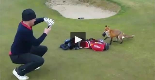 photo ces joueurs anglais étaient en pleine partie de golf, en irlande, quand ils ont vu débarquer un renard au bord du fairway. &copy; dr