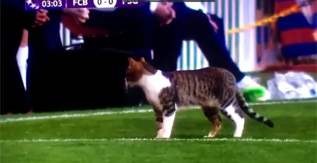 photo il a fallu quelques minutes pour évacuer l'invité de ce barcelone - psg. &copy; photo : capture d'écran