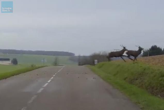 Insolite. Le Mystère Du Troupeau De Cerfs Qui Traverse La Route [VIDÉO ...