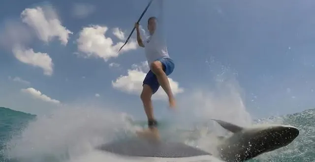 photo l’impressionnante collision entre un surfeur et un requin [vidéo] &copy; capture youtube