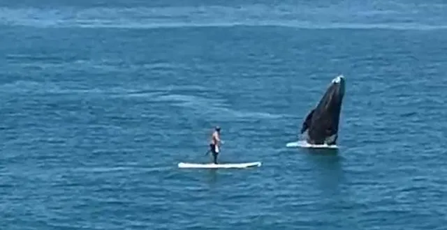 photo un peu plus et ce paddleboarder se faisait renverser par une baleine ! &copy; capture d'écran