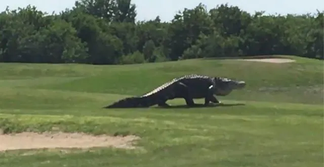 photo ces images sont tellement impressionnantes que l’on se demande presque s’il ne s’agit pas d’un montage… &copy; dr