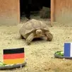 photo à planète sauvage, à port-saint-père, c'est ariane, la star : depuis le début de l'euro, la tortue n'a pratiquement fait aucune erreur dans ses pronostics.