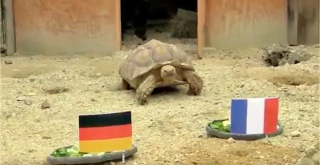 photo à planète sauvage, à port-saint-père, c'est ariane, la star : depuis le début de l'euro, la tortue n'a pratiquement fait aucune erreur dans ses pronostics. &copy; planète sauvage