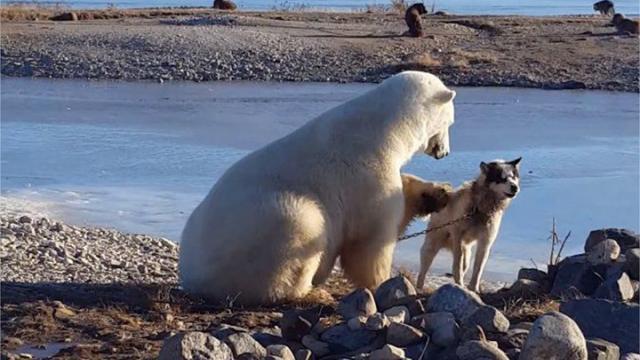 Une touriste française attaquée par un ours polaire dans l'Arctique