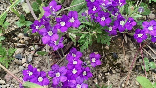 Géranium  Herboristerie de Vannes