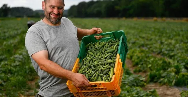 photo olivier corbin dans son champ à dollon. &copy; franck dubray