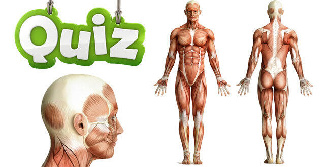 QUIZ] Os, muscles, organes,… Connaissez-vous bien le corps humain ? 