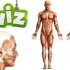 photo [quiz] os, muscles, organes,… connaissez-vous bien le corps humain ?