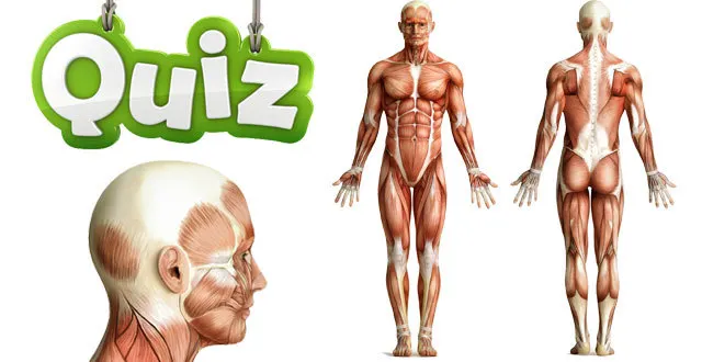 photo [quiz] os, muscles, organes,… connaissez-vous bien le corps humain ?