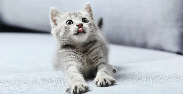 photo les 20 meilleurs gifs de chats de toute l’histoire d’internet !