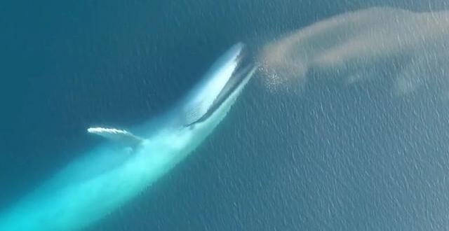 photo des images rares d’une baleine bleue engloutissant du krill