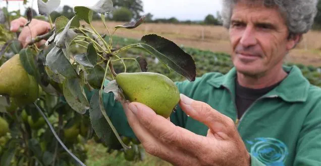 photo abondance de poires dans les vergers de jean-luc thibault, également heureux de sa production de fruits rouges. &copy; photo le courrier de l'ouest - josselin clair