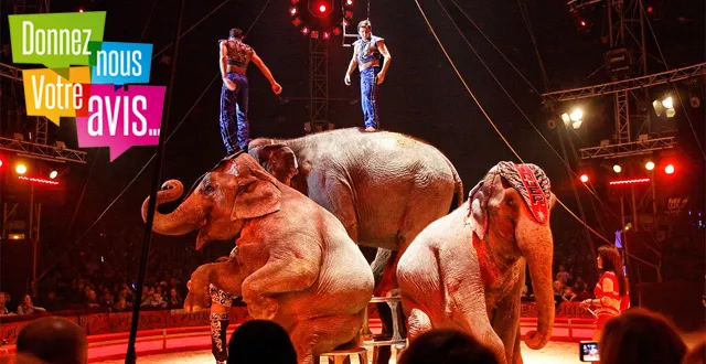 photo [debat] faut-il interdire les spectacles d’animaux ?