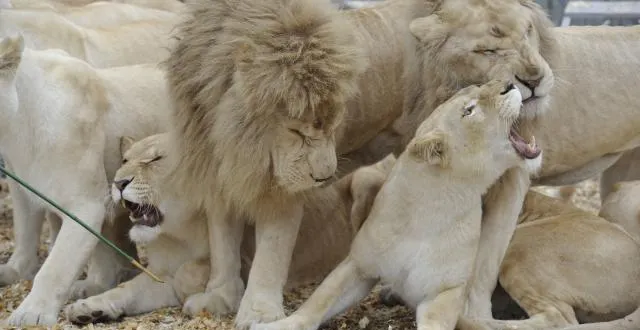 photo nicolas hulot a déclaré cet été son opposition aux spectacles mettant en scène des animaux sauvages. &copy; franck dubray