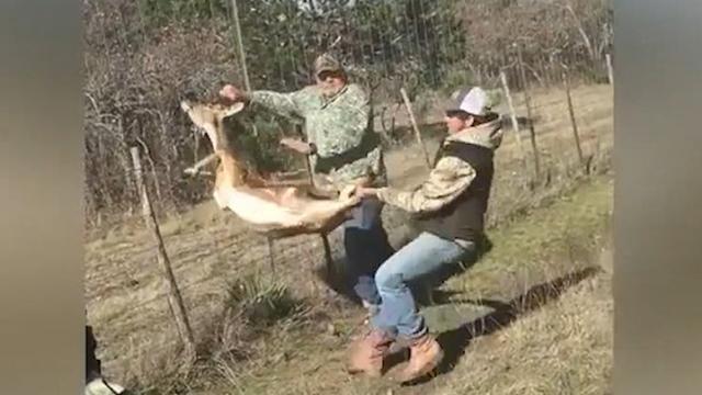 Vid o. Des chasseurs sauvent une biche coinc e dans un grillage