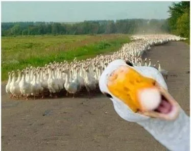 photo qui veut faire lui-même son foie gras ?