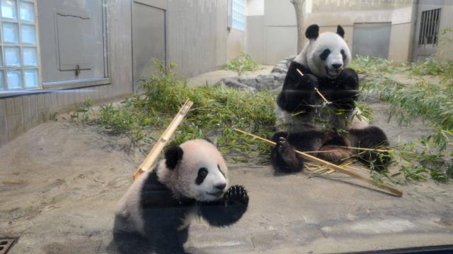 B b panda. Comment les Chinois choisissent ils les noms La