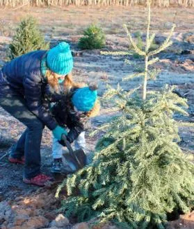 photo en 2017, la journée de replantation sapins solidaires a été un véritable succès, des familles sont même venues de l’orne pour participer à cette opération. &copy; ouest-france