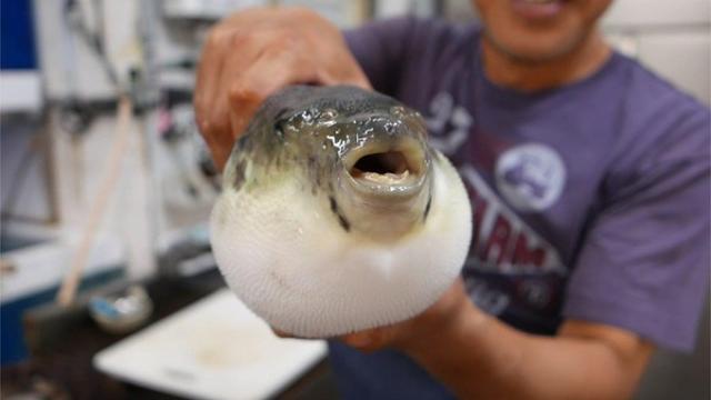 Fugu, le poisson mortel adoré au Japon
