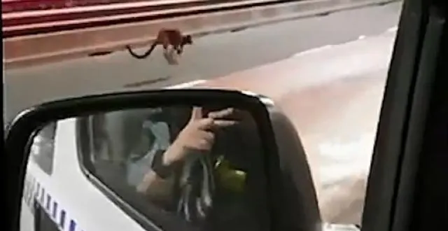 photo le wallaby s’offre une balade impromptue en ville. &copy; capture d'écran youtube.