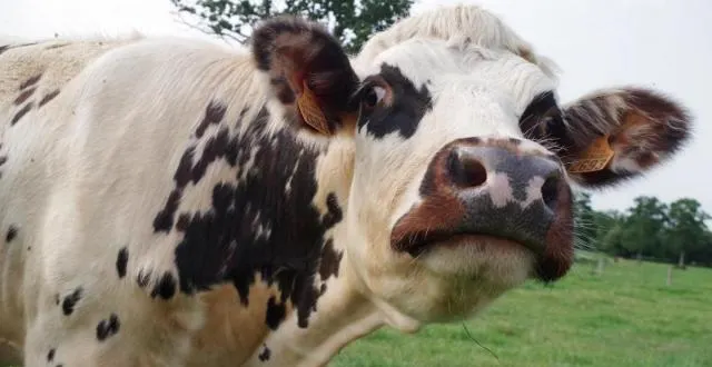 photo pas d'exploitation industrielle des vaches percheronnes en vue. &copy; ma.lenglet