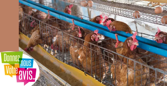 photo [debat] pour ou contre l'interdiction des oeufs en batterie ?