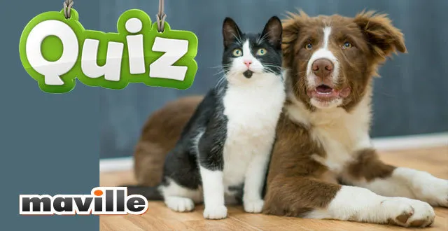 photo [quiz] connaissez-vous bien les animaux de compagnie ?