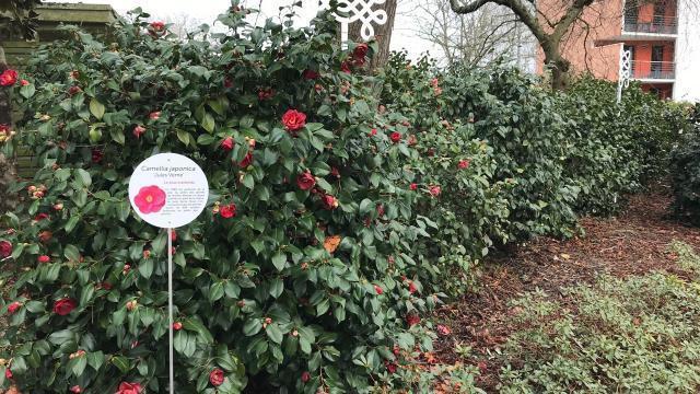 Nantes. C'est la saison des camélias au jardin des Plantes -  