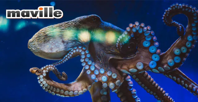photo [enigme] les pieuvres menteuses du dieu poséidon !